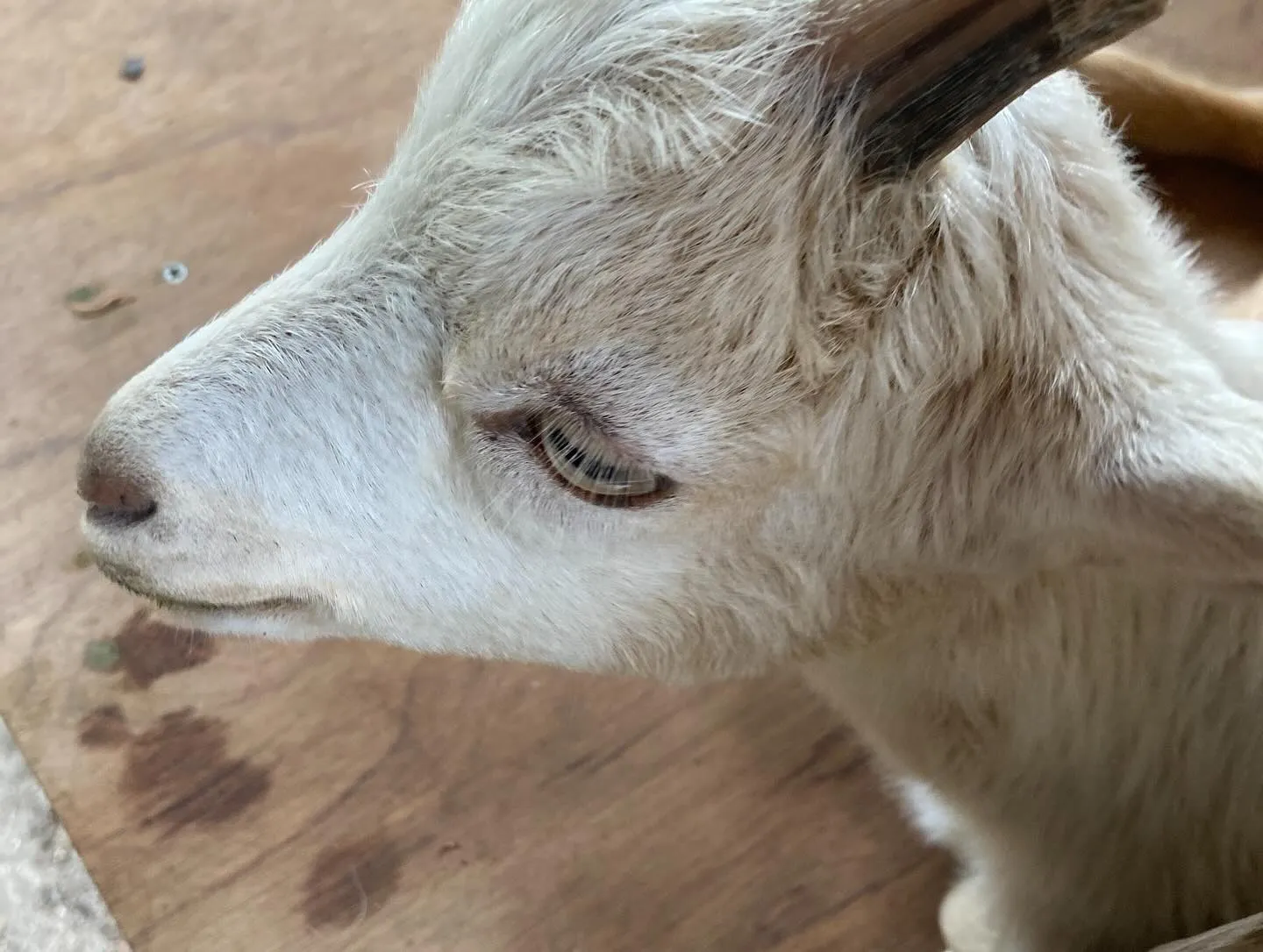 🦜ピニョンです🦜